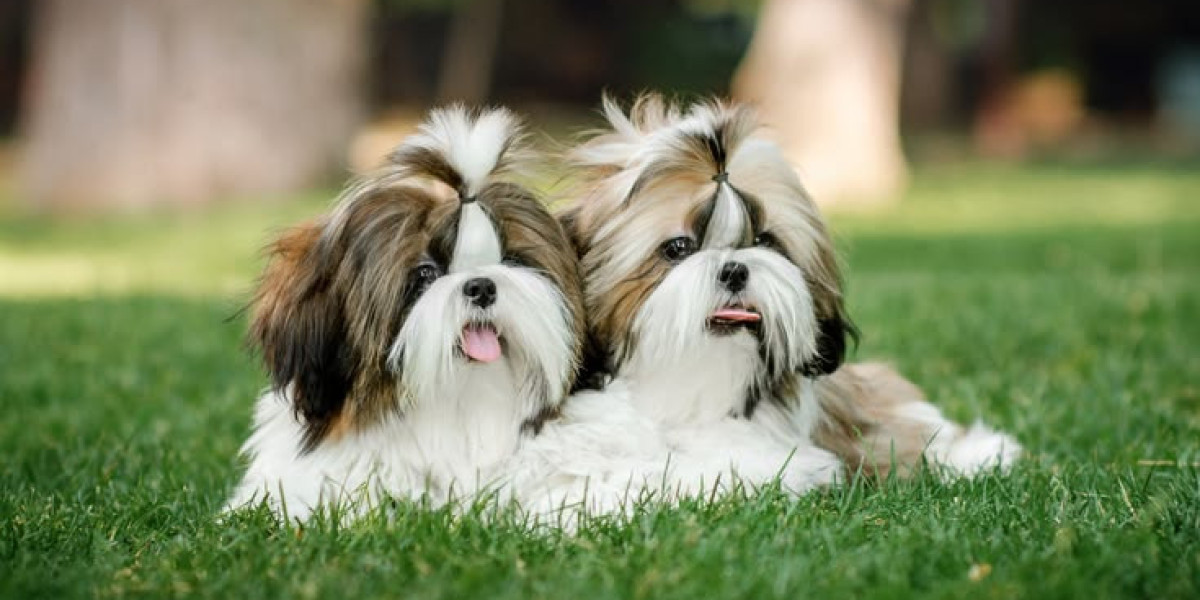 How to Choose the Right Shih Tzu Puppy for Your Family